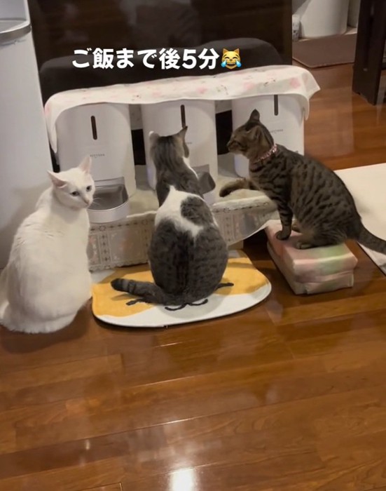 猫パンチするうみちゃん