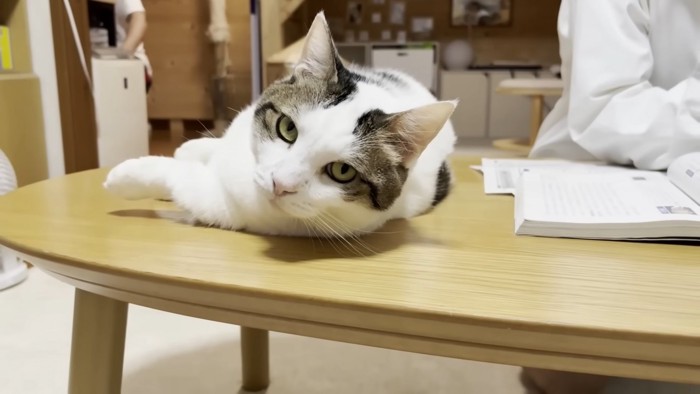 テーブルの端に寝転ぶ猫ちゃん