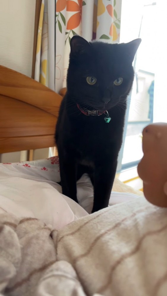 ベッドの上でおもちゃで遊ぶ黒トラ猫