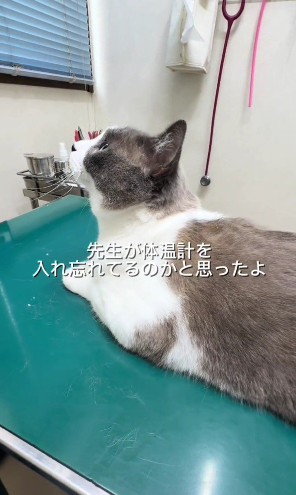 診察台にのっている猫