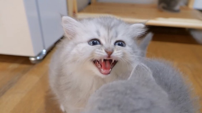 鳴いている子猫の写真