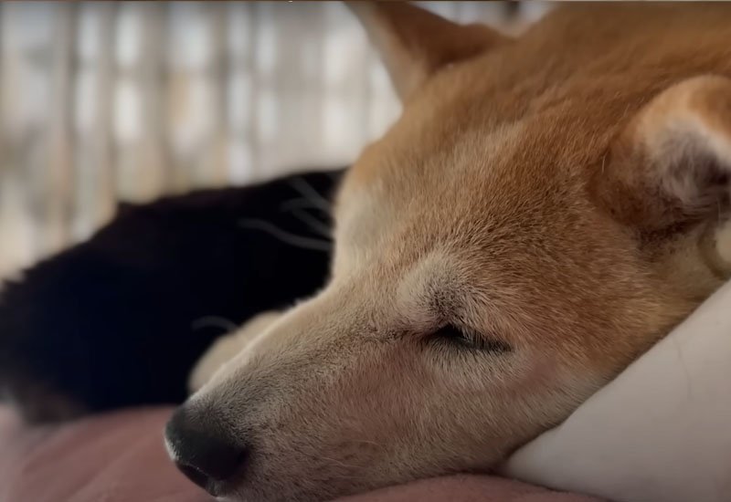 眠る犬