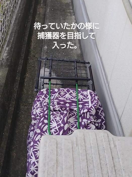 捕獲器に頭を入れた猫