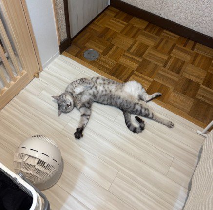 無防備な姿で床に横たわる猫