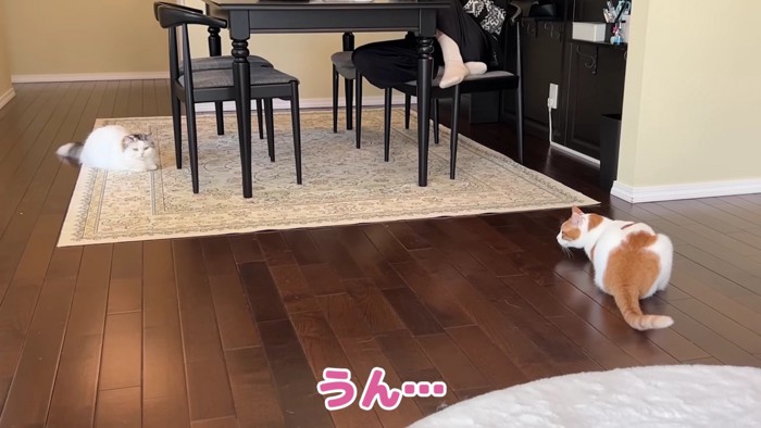 離れた所にいる猫