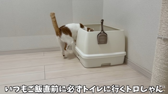 ご飯前のルーティン『トイレ』