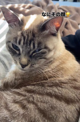 不機嫌な顔の猫