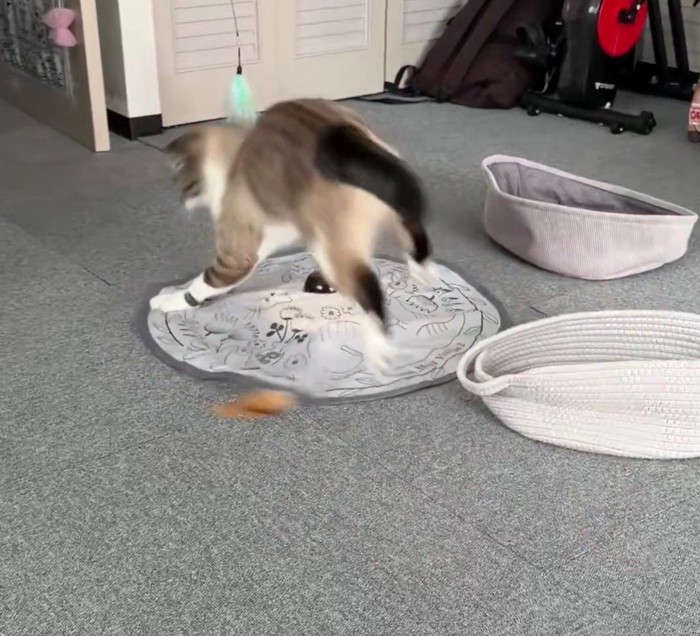 おもちゃで遊ぶ猫