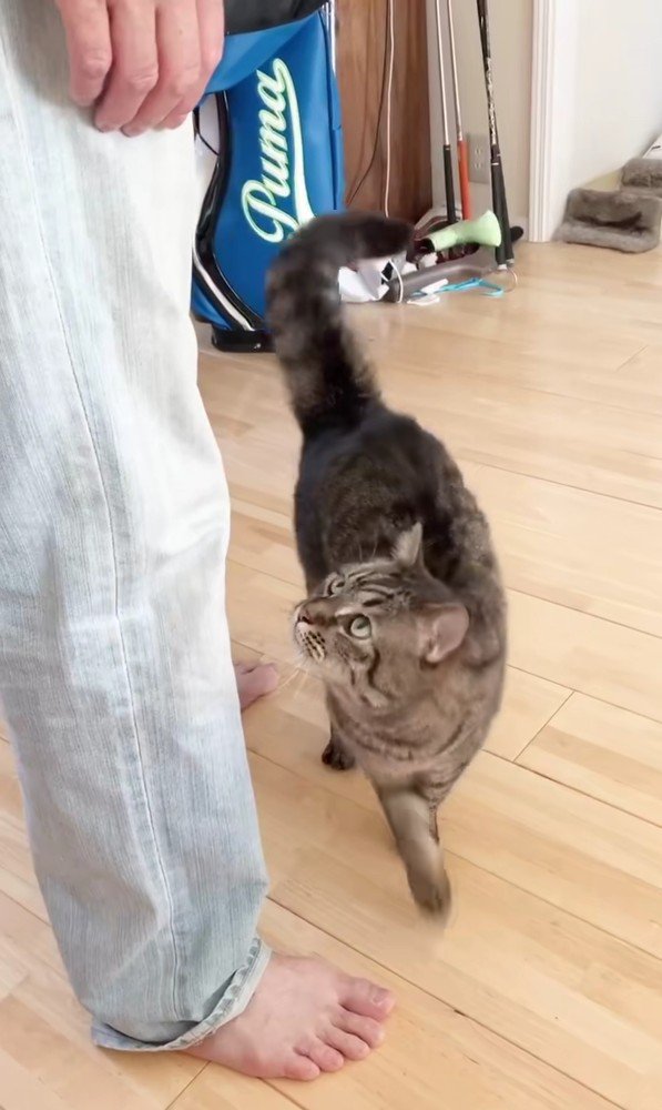 男性を見つめる猫