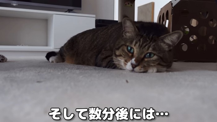 潜入チャレンジ大成功なほたて