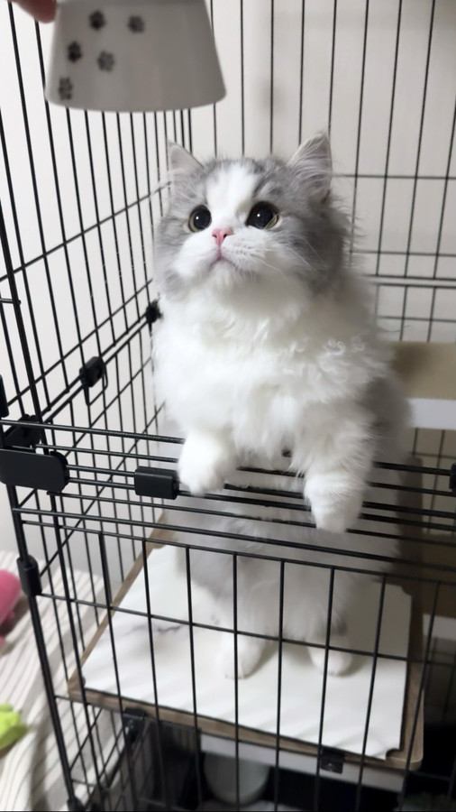 黄色い瞳とピンク色の鼻をした猫の顔