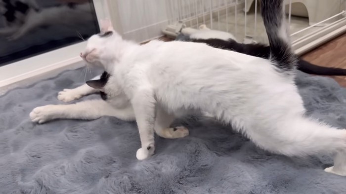 ケンシロウくんにすり寄るなおみちゃん