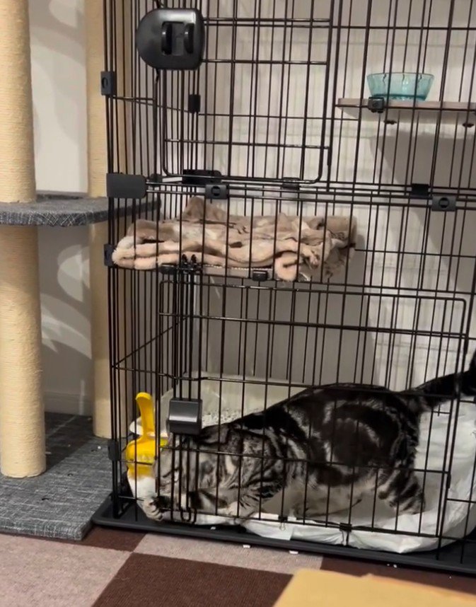 ケージ左側から手を出す猫