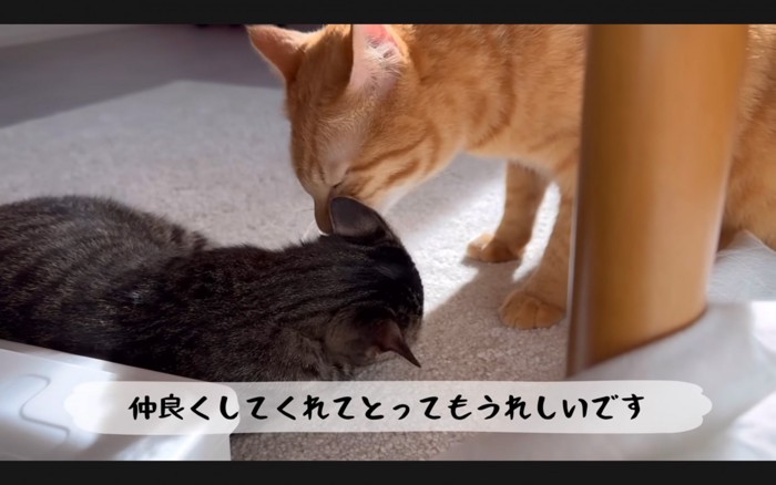 仲直りをする猫