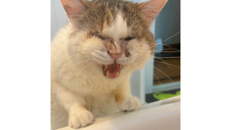 お風呂場にいる猫