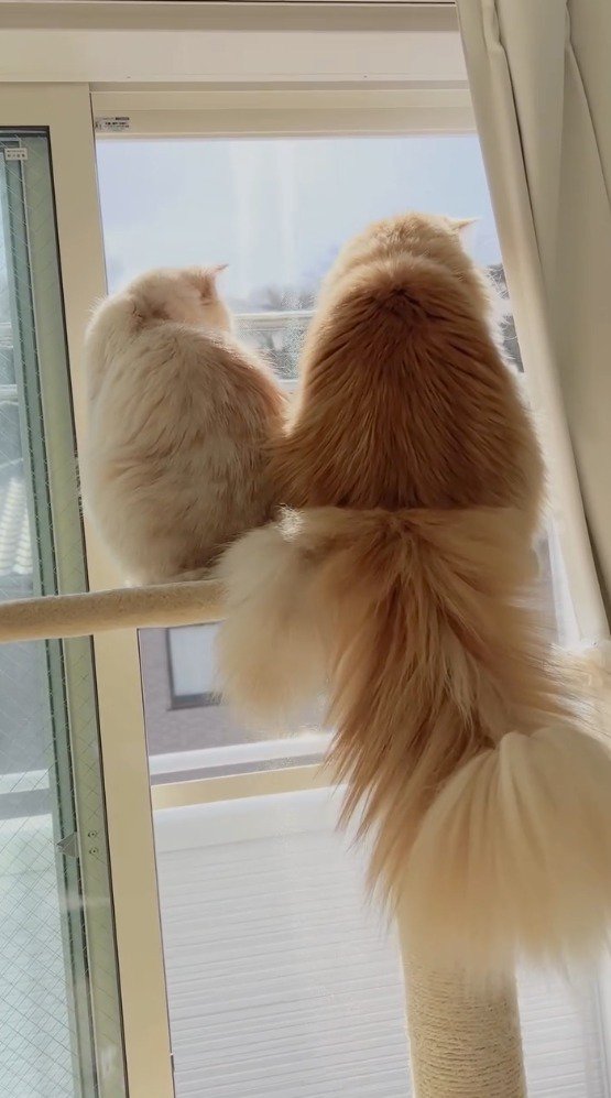 一緒に窓の外を見つめる2頭の猫