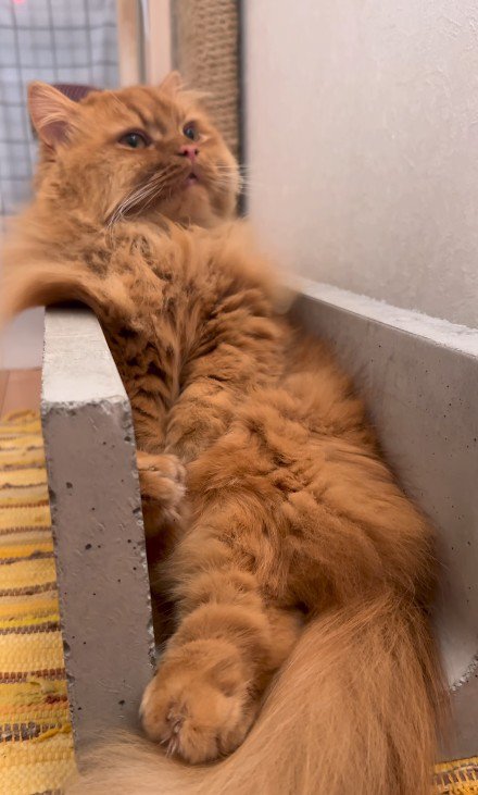 溝に座る猫