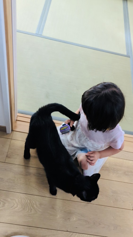 女の子にブラッシングされる黒猫