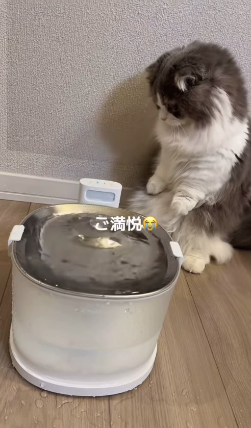 後ろ足で立ってフローリングを見つめる猫