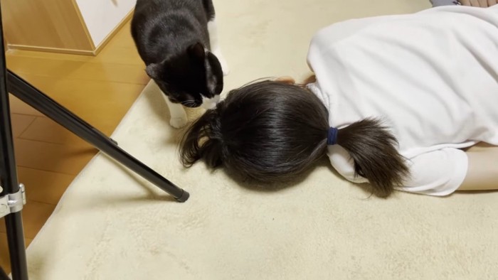 髪の毛をチェックするハチワレ猫
