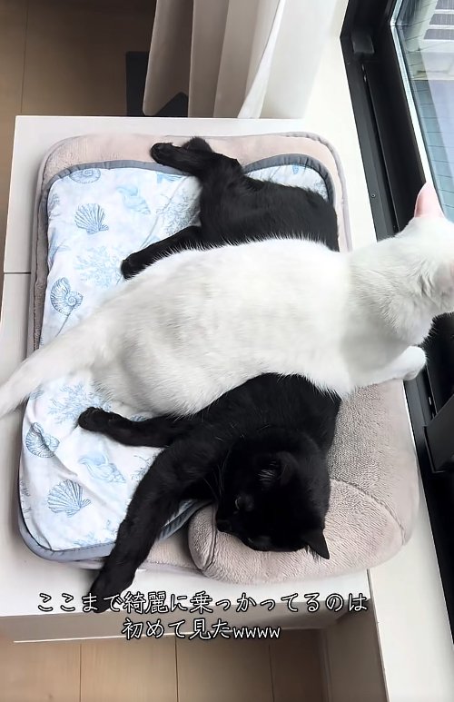 +状に重なっている2匹の猫