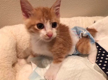 おむつを穿いた猫