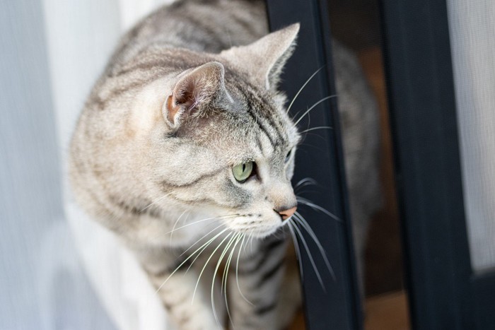 見つめる猫 サバトラ猫