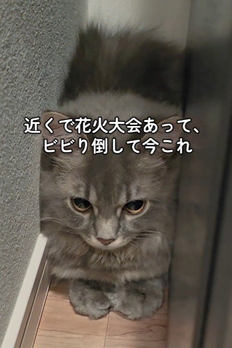 狭いところに入った猫
