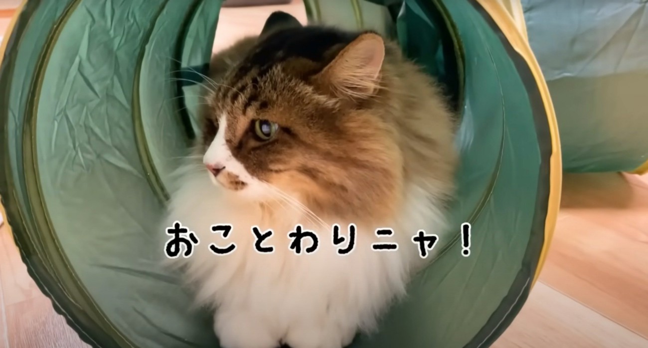 長毛猫