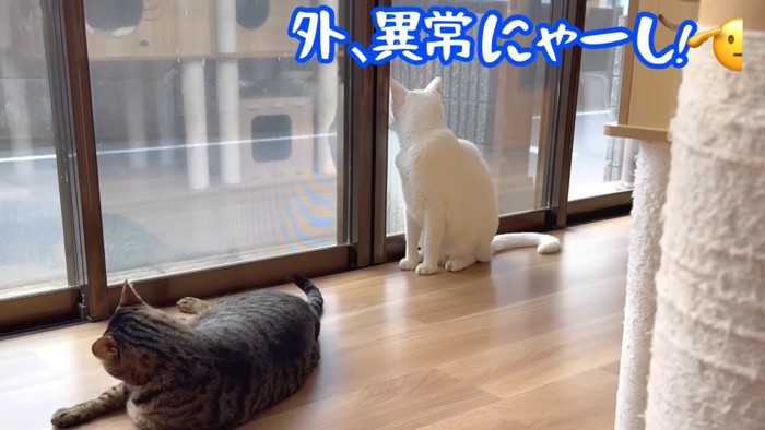 外、異常にゃーし！