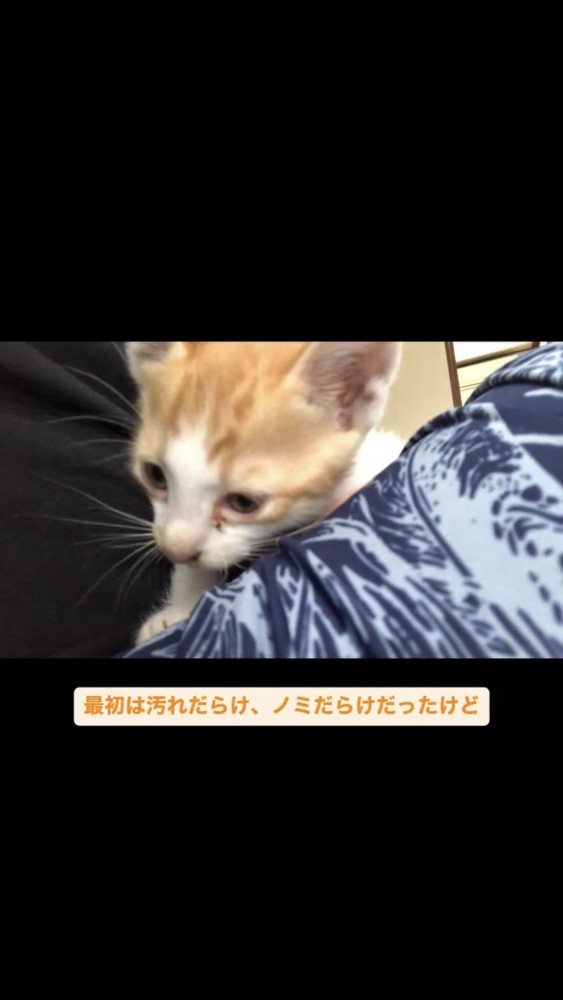 汚れた子猫