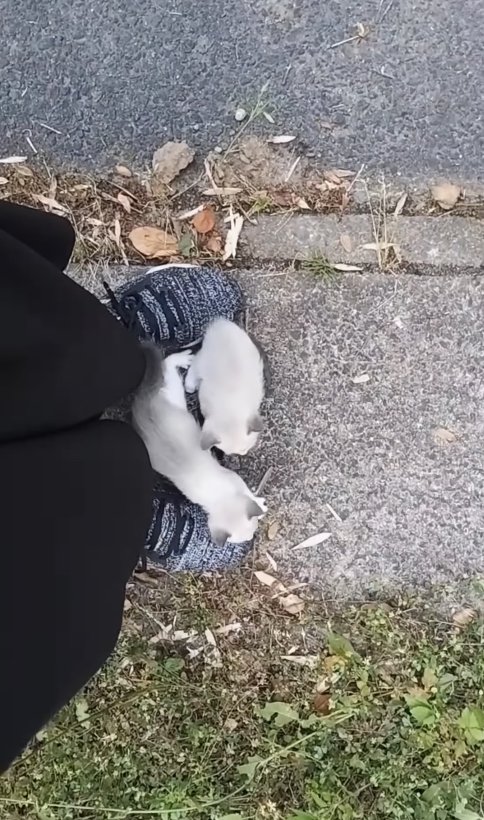 保護主さんの足元にくっつく2匹の子猫