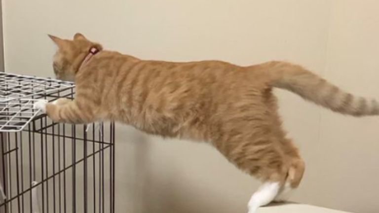 ケージに手をかけている猫