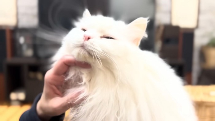 なでられるシロちゃん