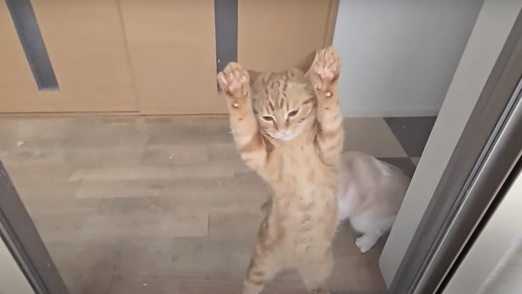 網戸に張り付く猫