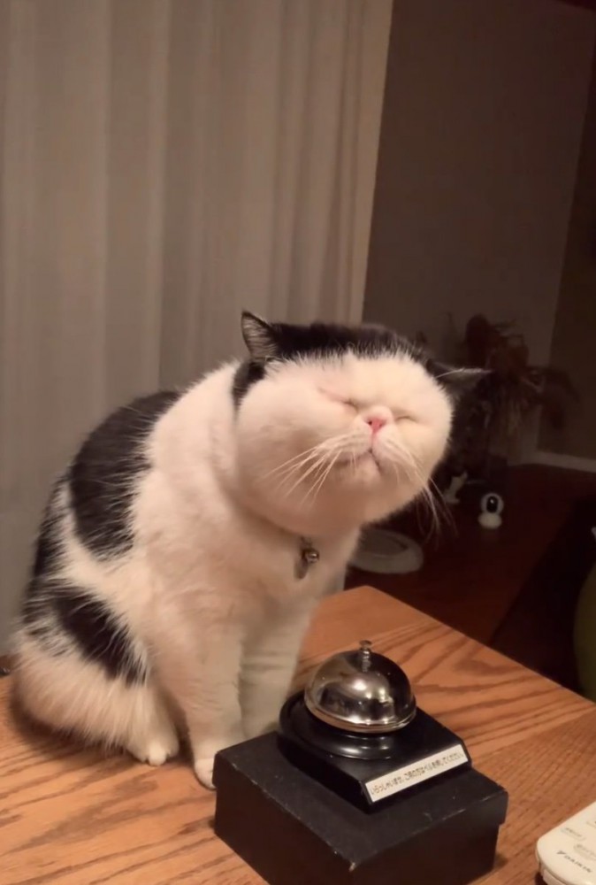 おやつを食べる猫