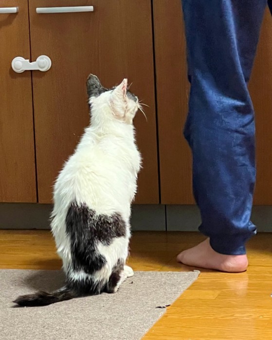飼い主の足元で待つモナちゃん