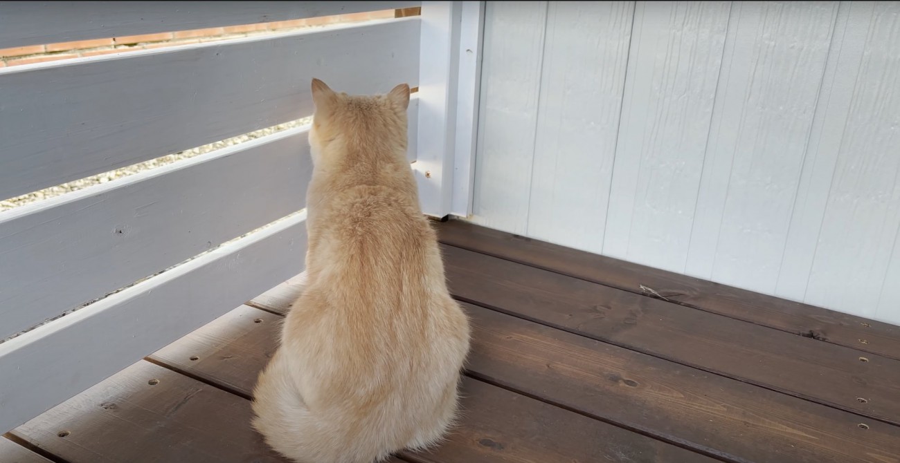 ウッドデッキで外を眺めるマンチカンの後ろ姿