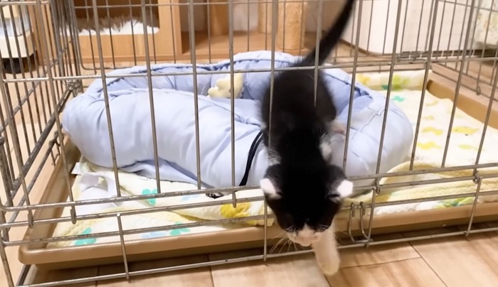 ケージから抜け出した子猫