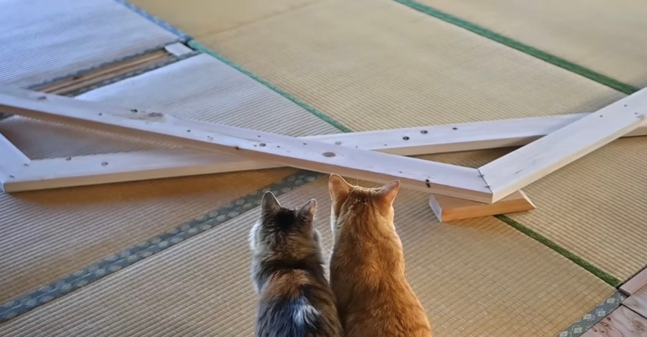 茶トラ白と長毛猫の後頭部