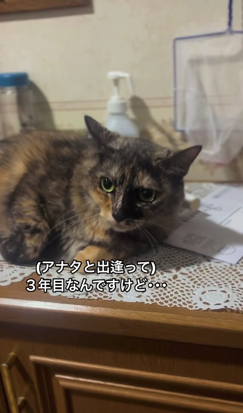 サイドボードの上で香箱座りするサビ猫