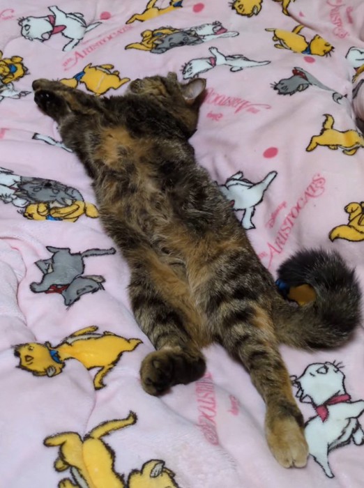 眠っている猫を眺める飼い主