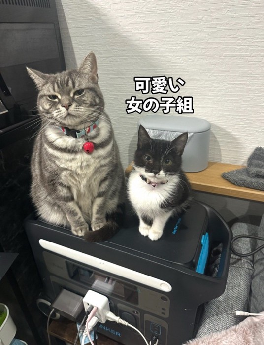 成猫と子猫