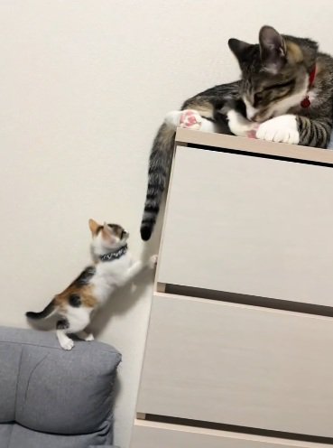 キジトラ猫のしっぽで遊ぶ三毛の子猫