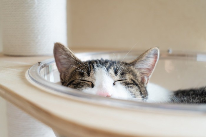 リラックスしている猫