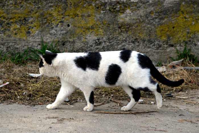 牛柄の猫