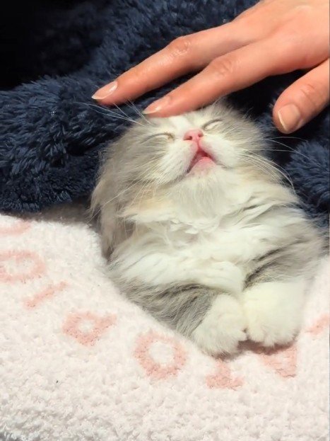 頭をなでられる猫