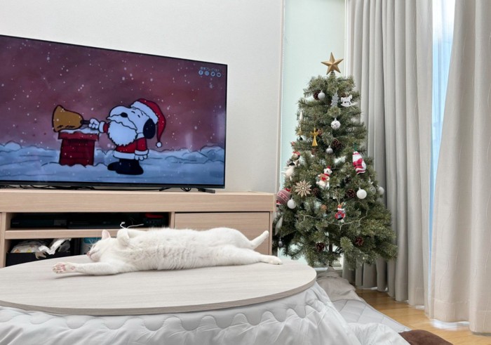 ツリー、こたつの上で眠る猫