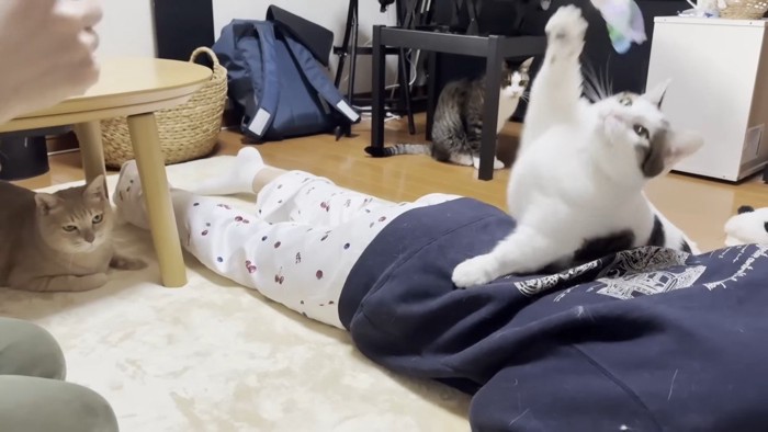 右前足を上げて