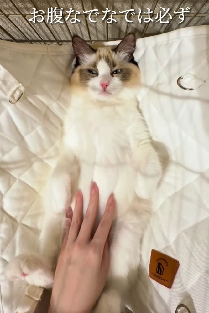 お腹をなでられ目を細める猫